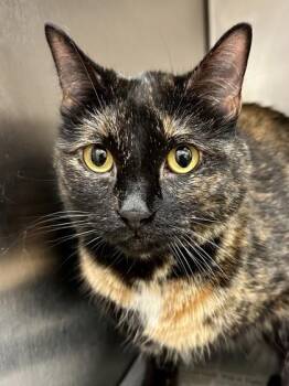 Domestic Short Hair Cats Available for Adoption in Wichita, Kansas - Rose | PetCurious