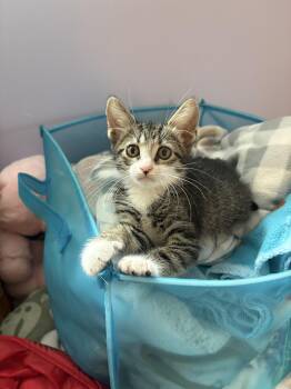 Gina -  Domestic Short Hair Cat Available for Adoption in Treasure Island, Florida - Gina | PetCurious