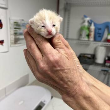 Domestic Short Hair Cats Available for Adoption - Azzeel | PetCurious