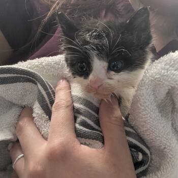 Domestic Short Hair Cats Available for Adoption in Durango, Colorado - Pesos | PetCurious