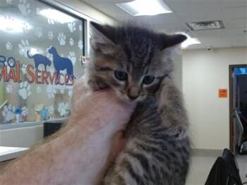 SPARROW -  Domestic Short Hair Cat for Adoption in Louisville, Kentucky - SPARROW | PetCurious