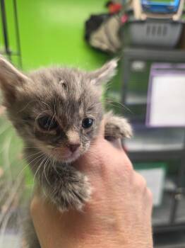 Willow*** -  Domestic Short Hair Cat for Adoption in Johnson City, Tennessee - Willow*** | PetCurious