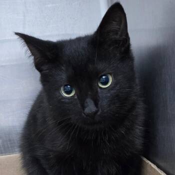 October -  Domestic Short Hair Cat for Adoption in Newark, New Jersey - October | PetCurious