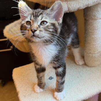 Periwinkle -  Domestic Short Hair Cat for Adoption in Las Vegas, Nevada - Periwinkle | PetCurious
