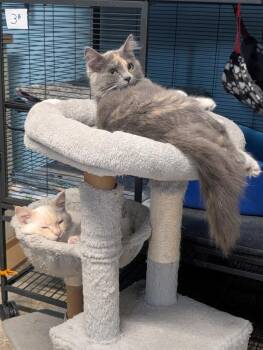 Domestic Short Hair Cats Available for Adoption - Mochi / Pavlova | PetCurious