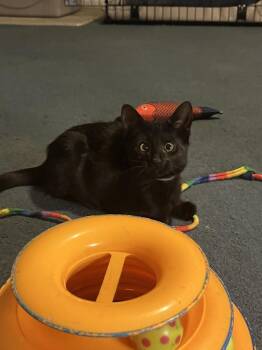 Almond (BONDED PAIR) -  Domestic Short Hair Cat for Adoption in Bolton, Connecticut - Almond (BONDED PAIR) | PetCurious
