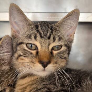 Firefly -  Domestic Short Hair Cat for Adoption in Chicago, Illinois - Firefly | PetCurious