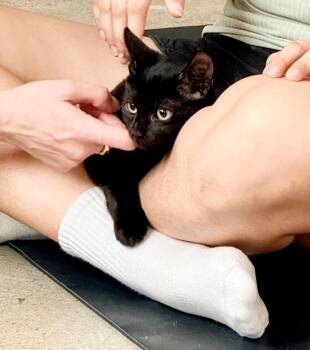 Hattie -  Domestic Short Hair Cat for Adoption in New York, New York - Hattie | PetCurious