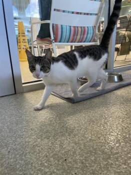 Domestic Short Hair Cats Available for Adoption in Houston, Texas - GARY | PetCurious