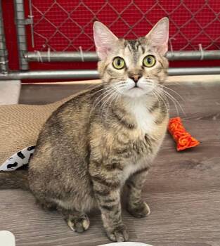 Petal -  Domestic Short Hair Cat for Adoption in Mcpherson, Kansas - Petal | PetCurious