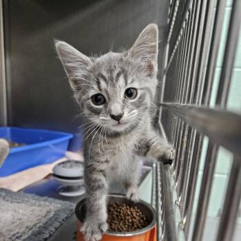 Mars -  Domestic Short Hair Cat for Adoption in Ridgely, Maryland - Mars | PetCurious