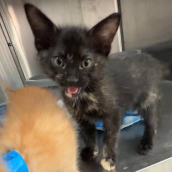 Squeak -  Domestic Short Hair Cat for Adoption in Manhattan, Kansas - Squeak | PetCurious