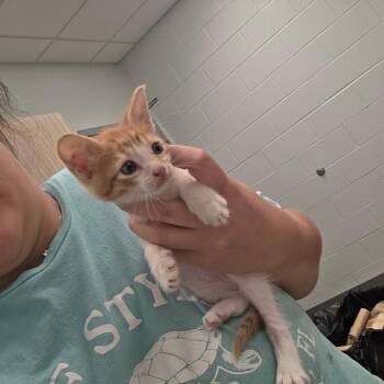 Pepper -  Domestic Short Hair Cat for Adoption in Chattanooga, Tennessee - Pepper | PetCurious