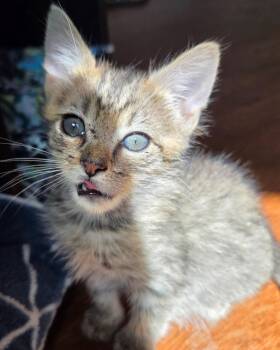 Spicy -  Domestic Short Hair Cat for Adoption in San Francisco, California - Spicy | PetCurious