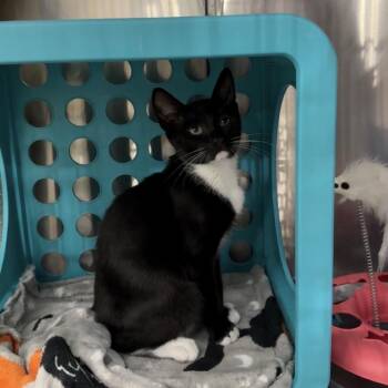 Domestic Short Hair Cats Available for Adoption - Peppers | PetCurious