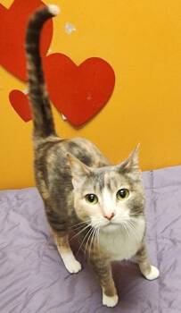 Jour -  Domestic Short Hair Cat for Adoption in Bellingham, Washington - Jour | PetCurious
