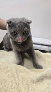 Arya -  Scottish Fold Cat for Adoption in Sacramento, California - Arya | PetCurious