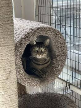 Prudence -  Domestic Short Hair Cat for Adoption in Covington, Louisiana - Prudence | PetCurious