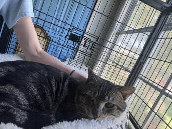 Domestic Short Hair Cats Available for Adoption in Virginia Beach, Virginia - Redman | PetCurious