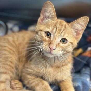 Domestic Short Hair Cats Available for Adoption in Matteson, Illinois - Amaretto | PetCurious