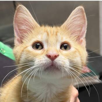 Jesse *Avail 6/27 at Biddeford Petsmart* -  Domestic Short Hair Cat for Adoption in Kennebunk, Maine - Jesse *Avail 6/27 At Biddeford Petsmart* | PetCurious