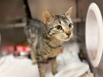 LIL BIT -  Domestic Short Hair Cat for Adoption in Fort Wayne, Indiana - LIL BIT | PetCurious
