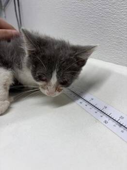 Susan -  Domestic Short Hair Cat for Adoption in West Chester, Pennsylvania - Susan | PetCurious