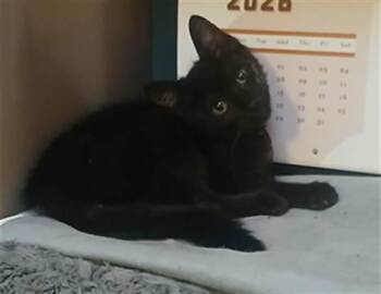 DIZZY -  Domestic Short Hair Cat for Adoption in Charlotte, North Carolina - DIZZY | PetCurious