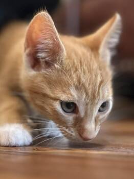 maple -  Tabby and Domestic Short Hair Cat for Adoption in San Jose, California - Maple | PetCurious