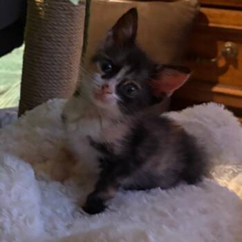 Mimi -  Domestic Short Hair Cat for Adoption in San Antonio, Texas - Mimi | PetCurious
