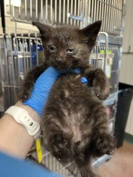 Domestic Short Hair Cats Available for Adoption in Woodland, California - *MIDNIGHT | PetCurious