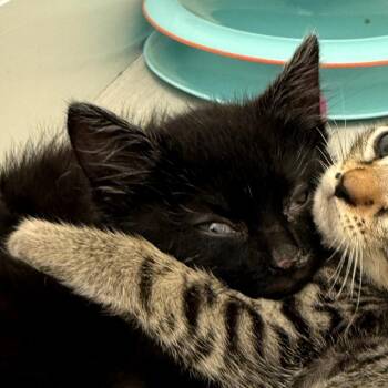 Domestic Short Hair Cats Available for Adoption in Long Beach, California - Dr Dre | PetCurious