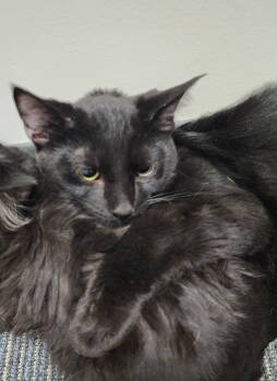 Rescue Domestic Short Hair Cats for Adoption in Rochester, New York - McFluffenstein And McDoodle Bonded Pair | PetCurious