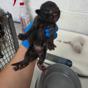 Smoke -  Domestic Short Hair Cat for Adoption in Edinburg, Texas - Smoke | PetCurious