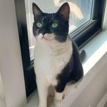 Cleo -  Domestic Short Hair Cat for Adoption in Chicago, Illinois - Cleo | PetCurious