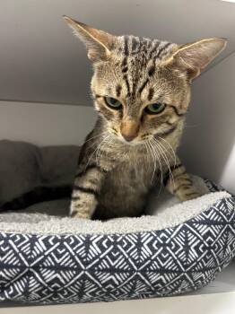 Poindexter -  Domestic Short Hair Cat for Adoption in Chattanooga, Tennessee - Poindexter | PetCurious