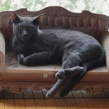 Berlin -  Domestic Short Hair Cat Available for Adoption in Florham Park, New Jersey - Berlin | PetCurious