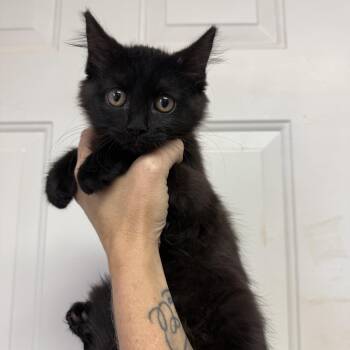 Dream Float -  Domestic Medium Hair Cat for Adoption in Columbia, South Carolina - Dream Float | PetCurious