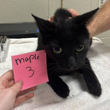 Toronto -  Domestic Short Hair Cat for Adoption in Bristol, Indiana - Toronto | PetCurious