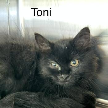Toni -  Domestic Long Hair Cat for Adoption in Knoxville, Tennessee - Toni | PetCurious