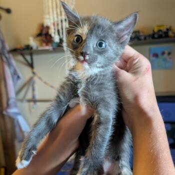 63195 Lavender -  Domestic Short Hair Cat for Adoption in Bend, Oregon - 63195 Lavender | PetCurious