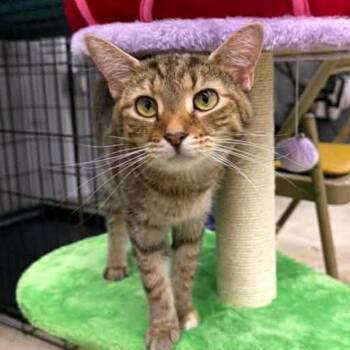 Finley -  Domestic Short Hair Cat for Adoption - Finley | PetCurious