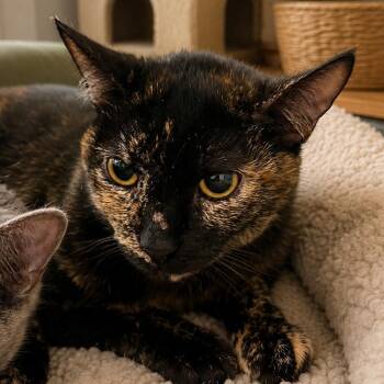 Mussel -  Domestic Short Hair Cat Available for Adoption in Brea, California - Mussel | PetCurious