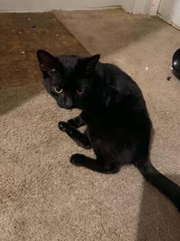 Domestic Short Hair Cats Available for Adoption in Parma Heights, Ohio - Midnight  | PetCurious