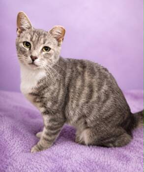 Rumble Strip -  Domestic Short Hair Cat for Adoption in Rixeyville, Virginia - Rumble Strip | PetCurious