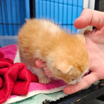 Diego -  Domestic Short Hair Cat for Adoption in Montgomery, Alabama - Diego | PetCurious