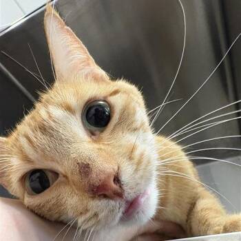 Waffles -  Domestic Short Hair Cat for Adoption in Bentonville, Arkansas - Waffles | PetCurious