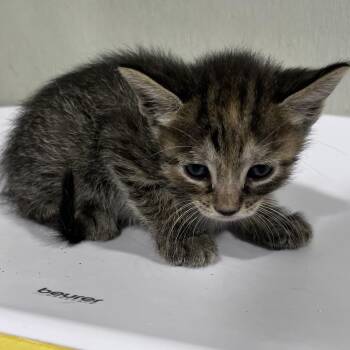 Wednesday -  Domestic Short Hair Cat for Adoption in Tampa, Florida - Wednesday | PetCurious