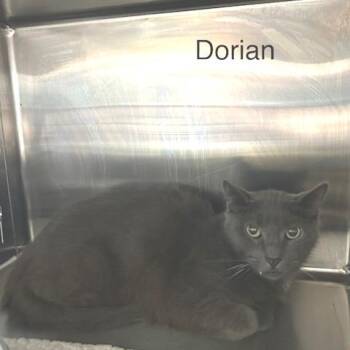 Dorian -  Domestic Short Hair Cat for Adoption in Knoxville, Tennessee - Dorian | PetCurious