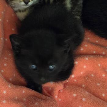 Egg -  Domestic Short Hair Cat for Adoption in Chattanooga, Tennessee - Egg | PetCurious